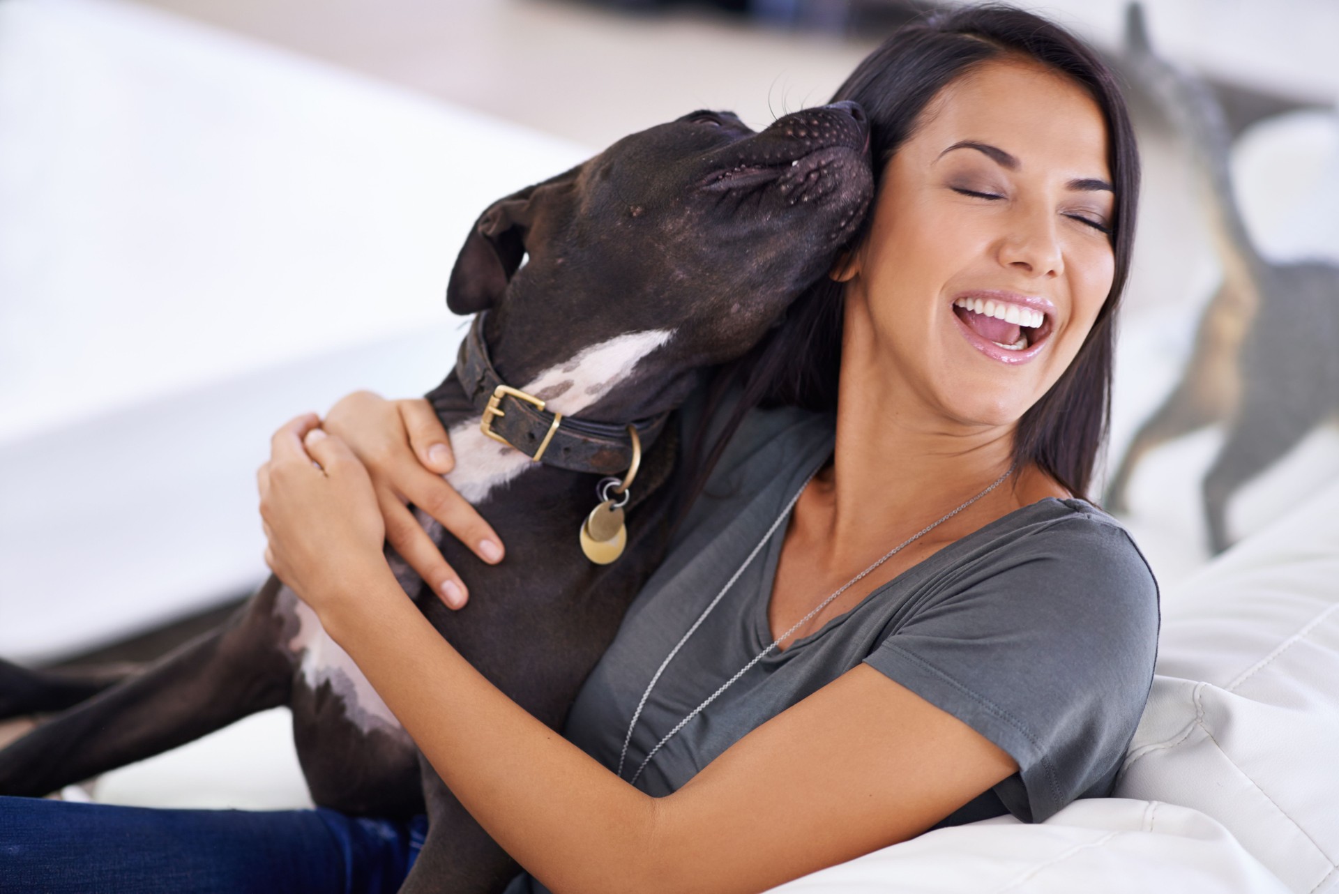 Canine companion
